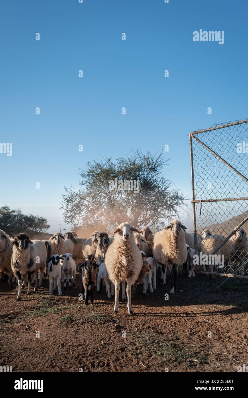 vertical composition. A flock of sheep by the fence, look at the camera ...