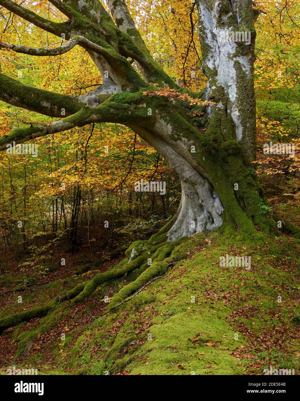 Beech tree scotland hires stock photography and images Alamy