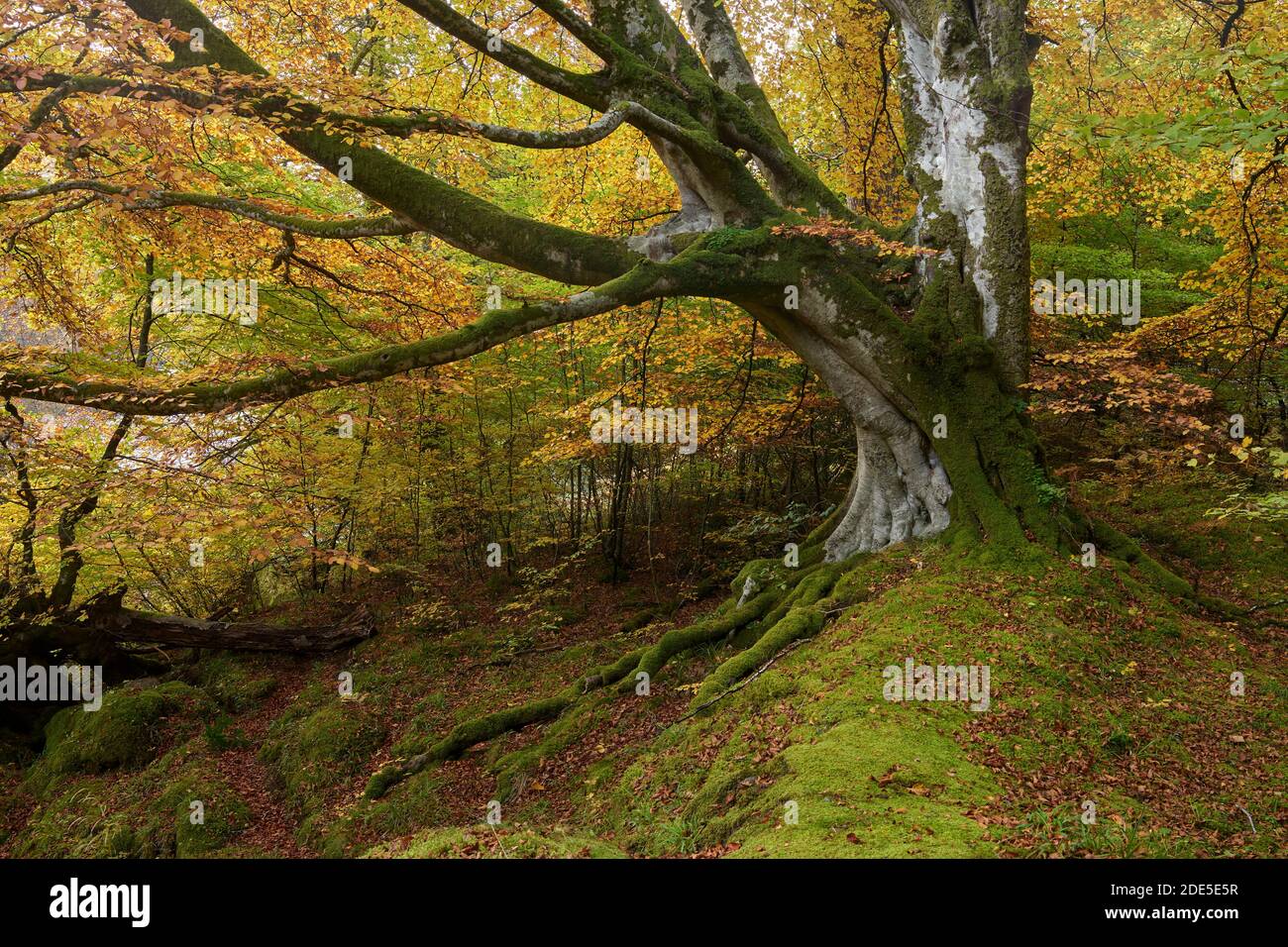 Old Beech tree in autumn colours, Glen Lyon, Perth and Kinross, Scotland Stock Photo