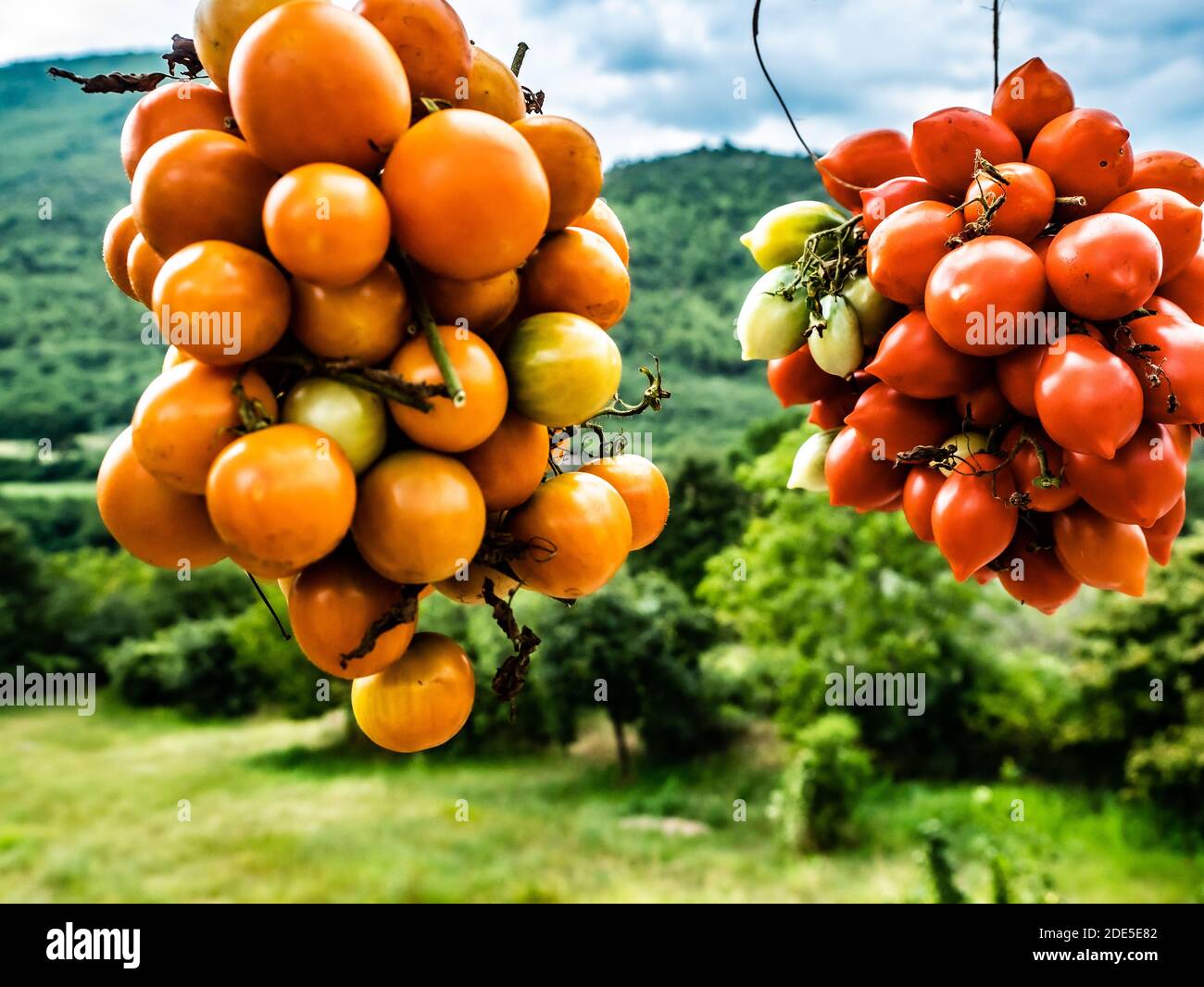 two types of yellow and red tomatoes, organized in clusters, taken up close in the open air in the green of nature Stock Photo