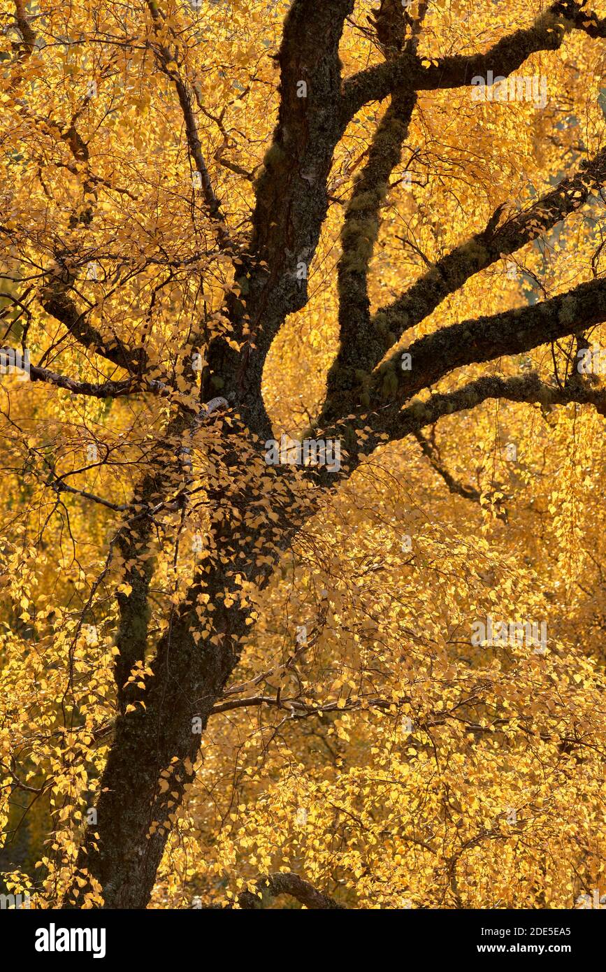 Close up of leaves of birch tree hi-res stock photography and images ...