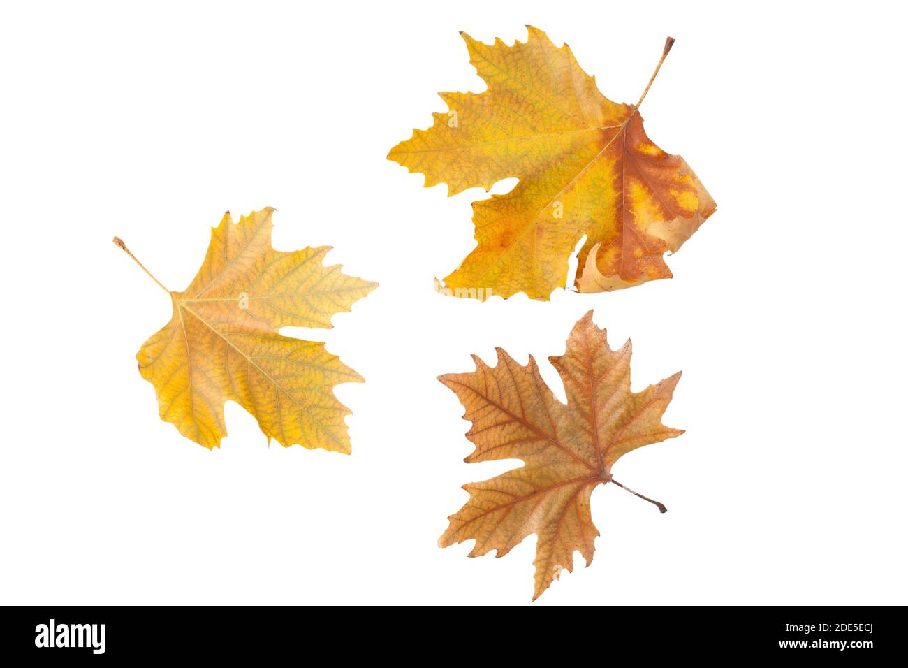 Autumn leaves isolated on white background Stock Photo - Alamy