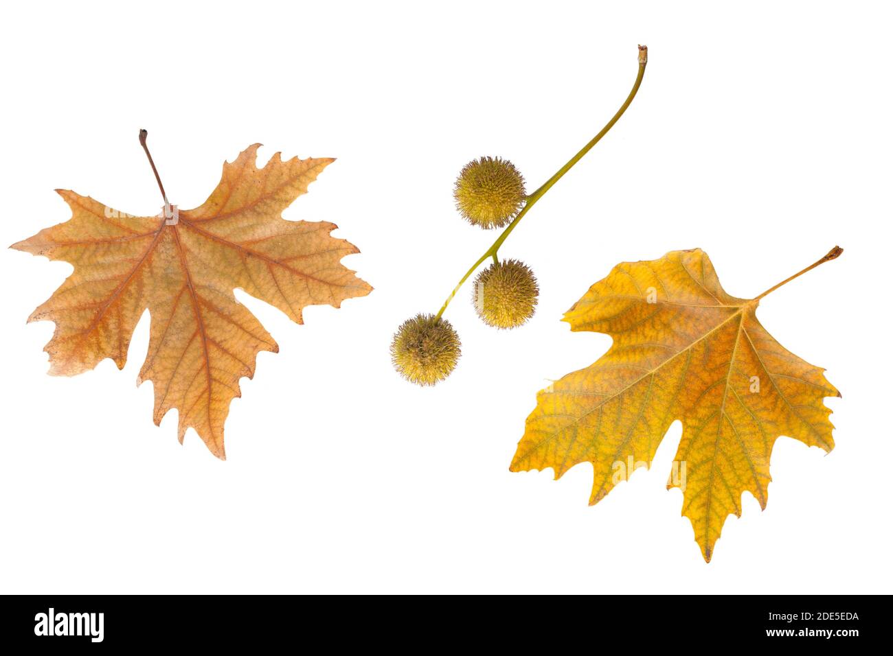 Autumn leaves isolated on white background Stock Photo - Alamy