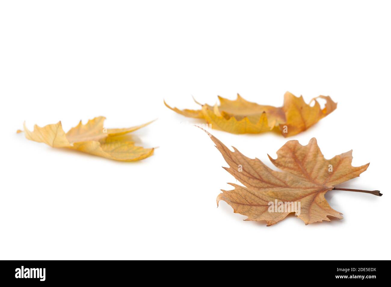Autumn leaves isolated on white background Stock Photo - Alamy