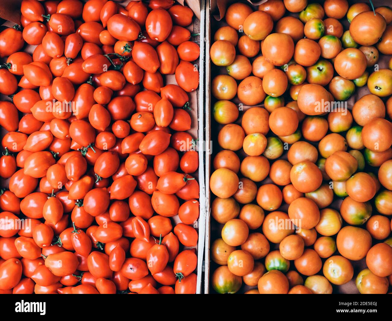 two vertical crates of fresh Italian yellow and red tomatoes just picked from the countryside Stock Photo