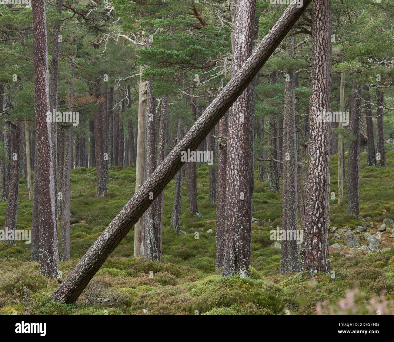 A lean Scots Pine tree trunk, Ballochbuie Forest, near Braemar, Deeside, Aberdeenshire, Scotland.  Cairngorms National Park. Stock Photo