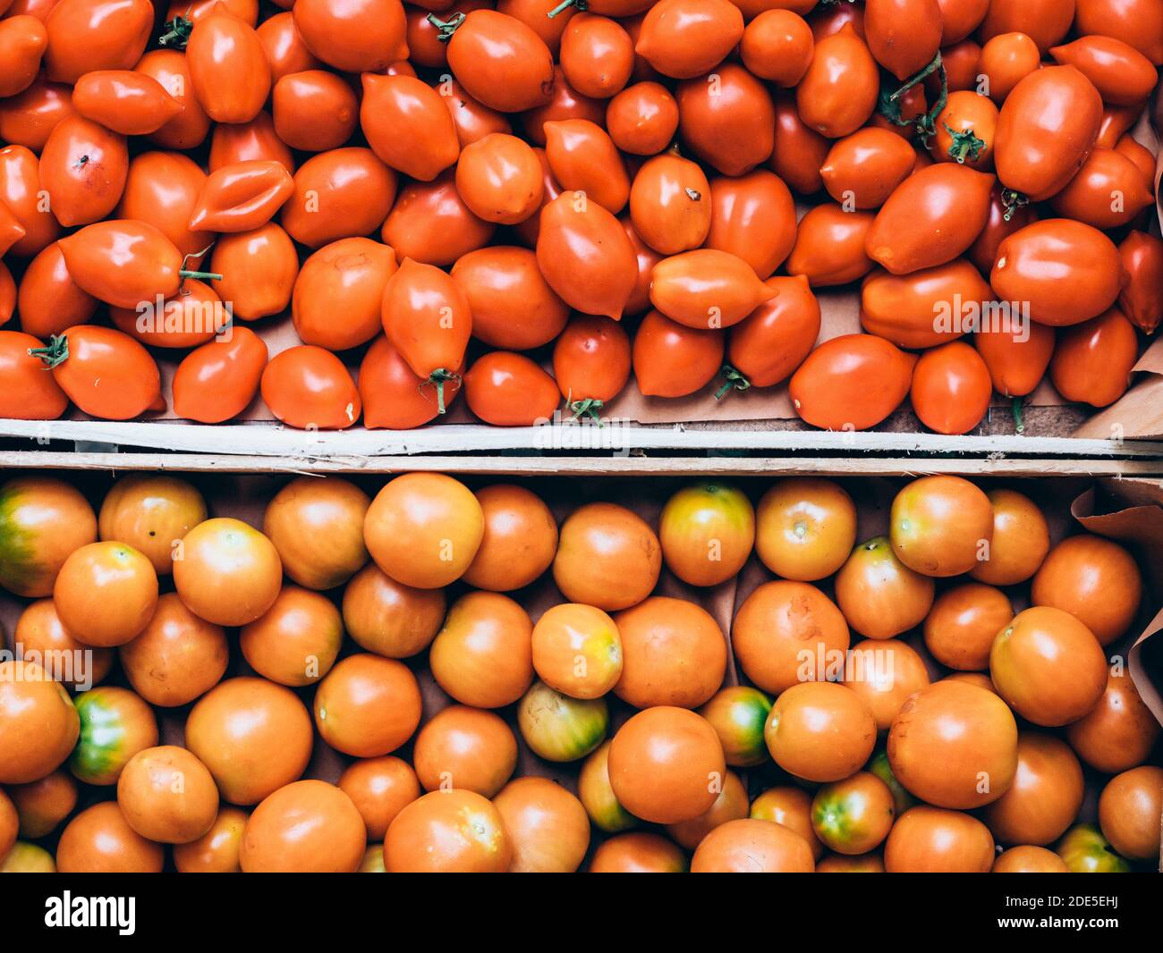 two orizontal crates of fresh Italian yellow and red tomatoes just picked from the countryside Stock Photo