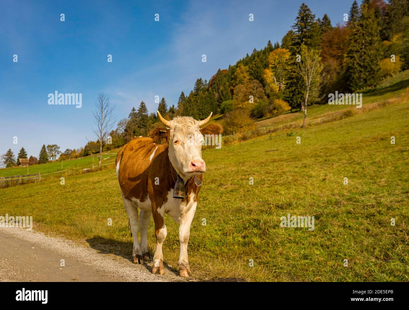 Autumn Landscape with grazing cows and calves Stock Photo