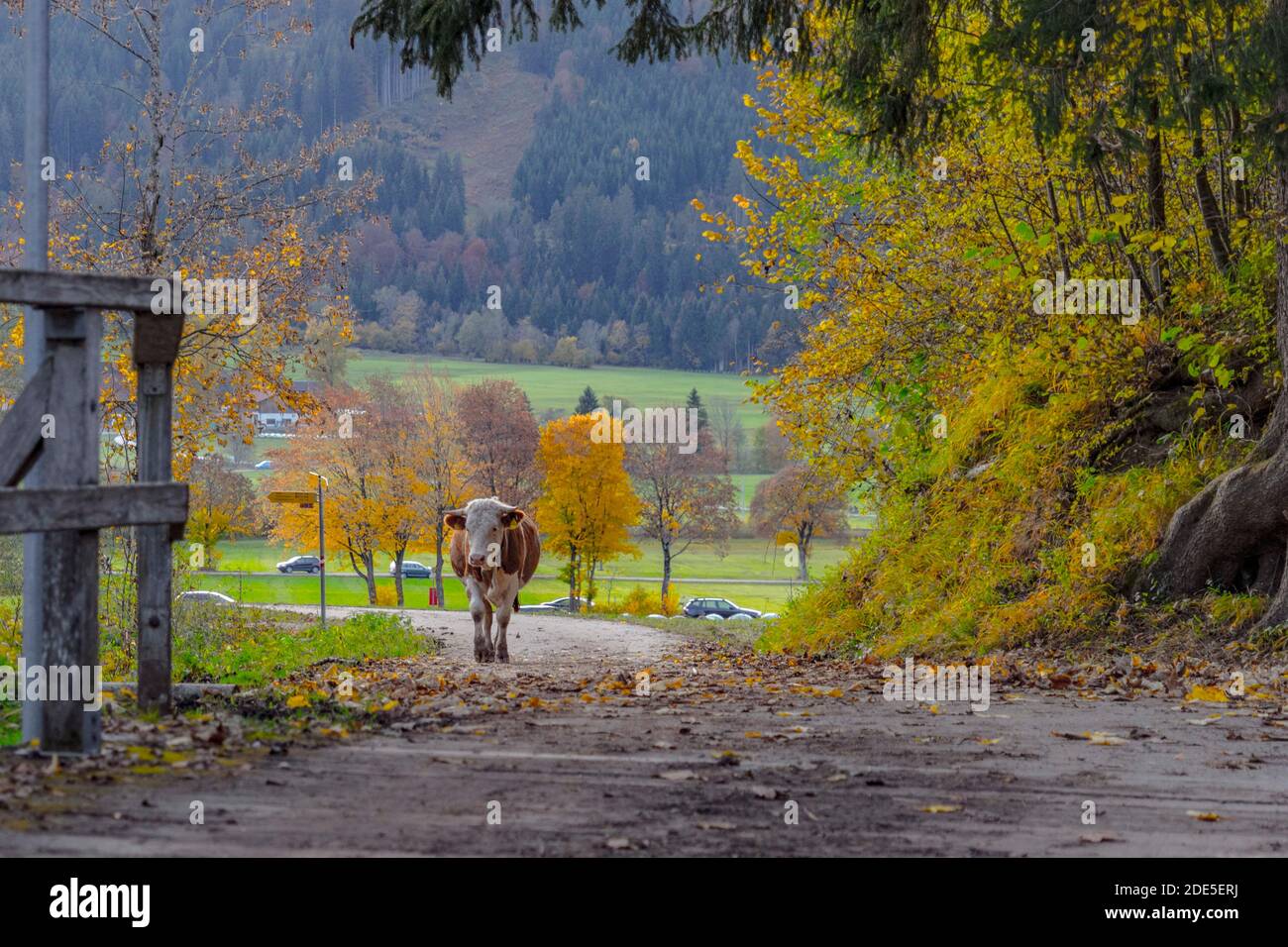 Autumn Landscape with grazing cows and calves Stock Photo