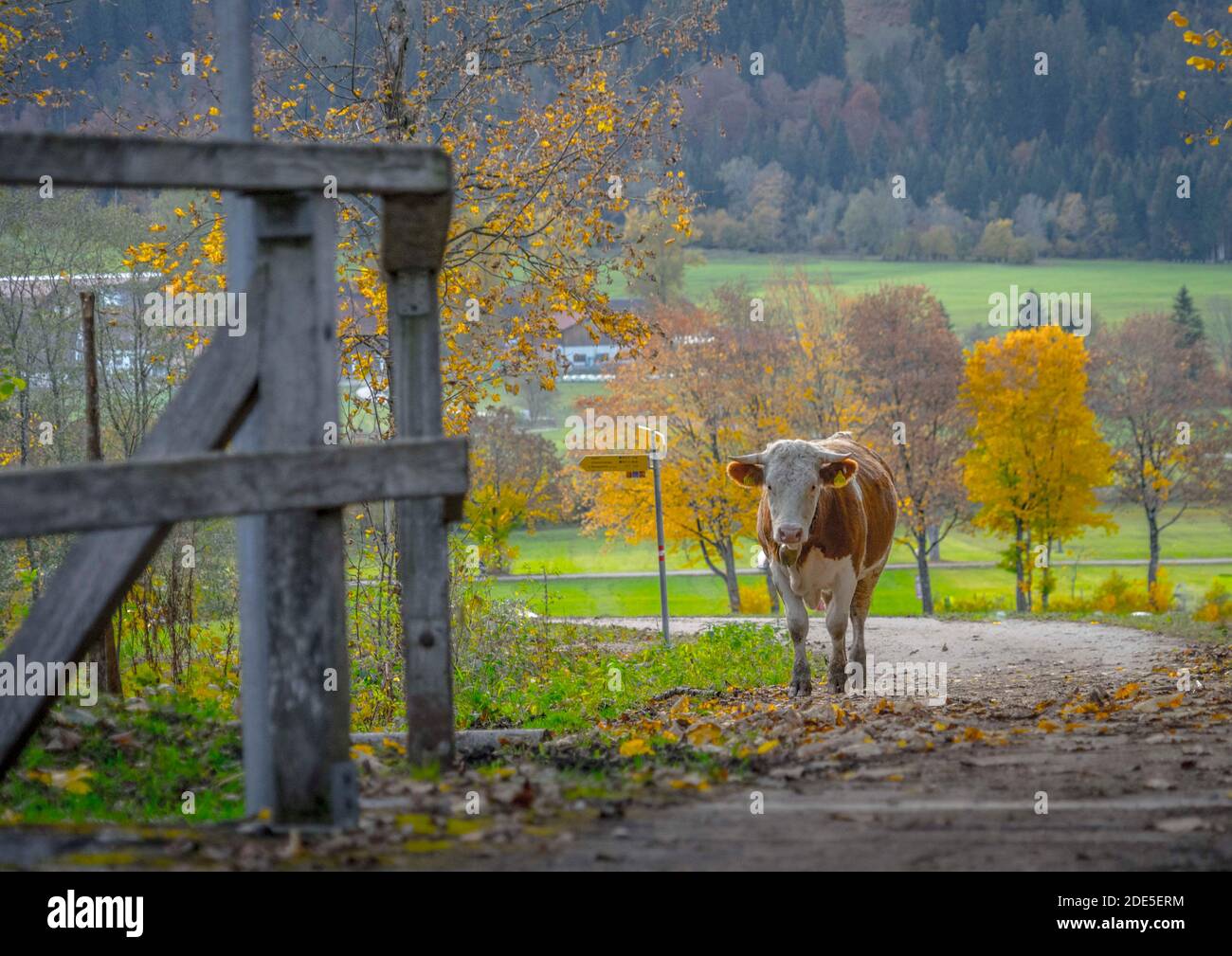 Autumn Landscape with grazing cows and calves Stock Photo