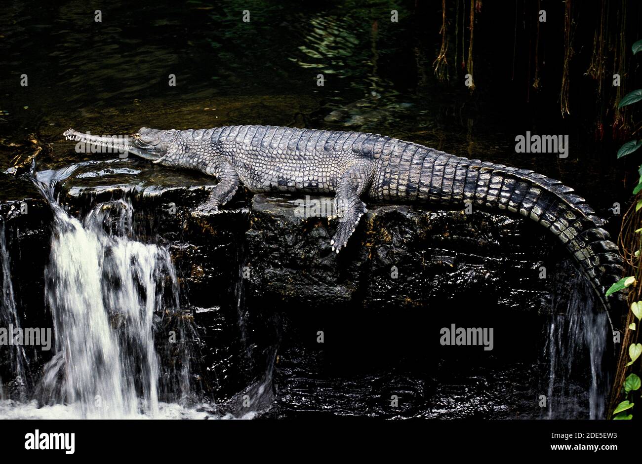 Gharial Hi-Res Stock Photography And Images - Page 14 - Alamy