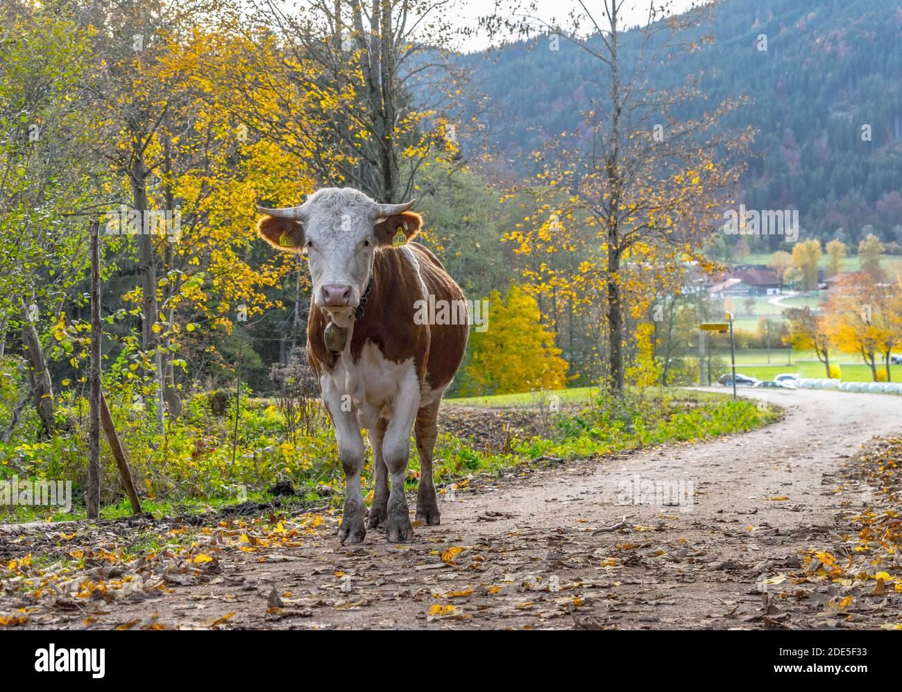 Autumn Landscape with grazing cows and calves Stock Photo