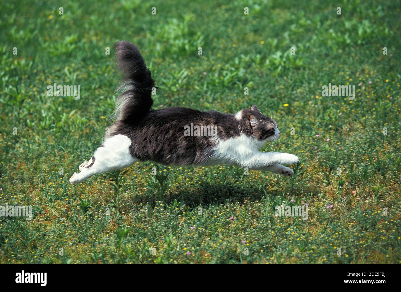 Domestic Cat running on Grass Stock Photo Alamy