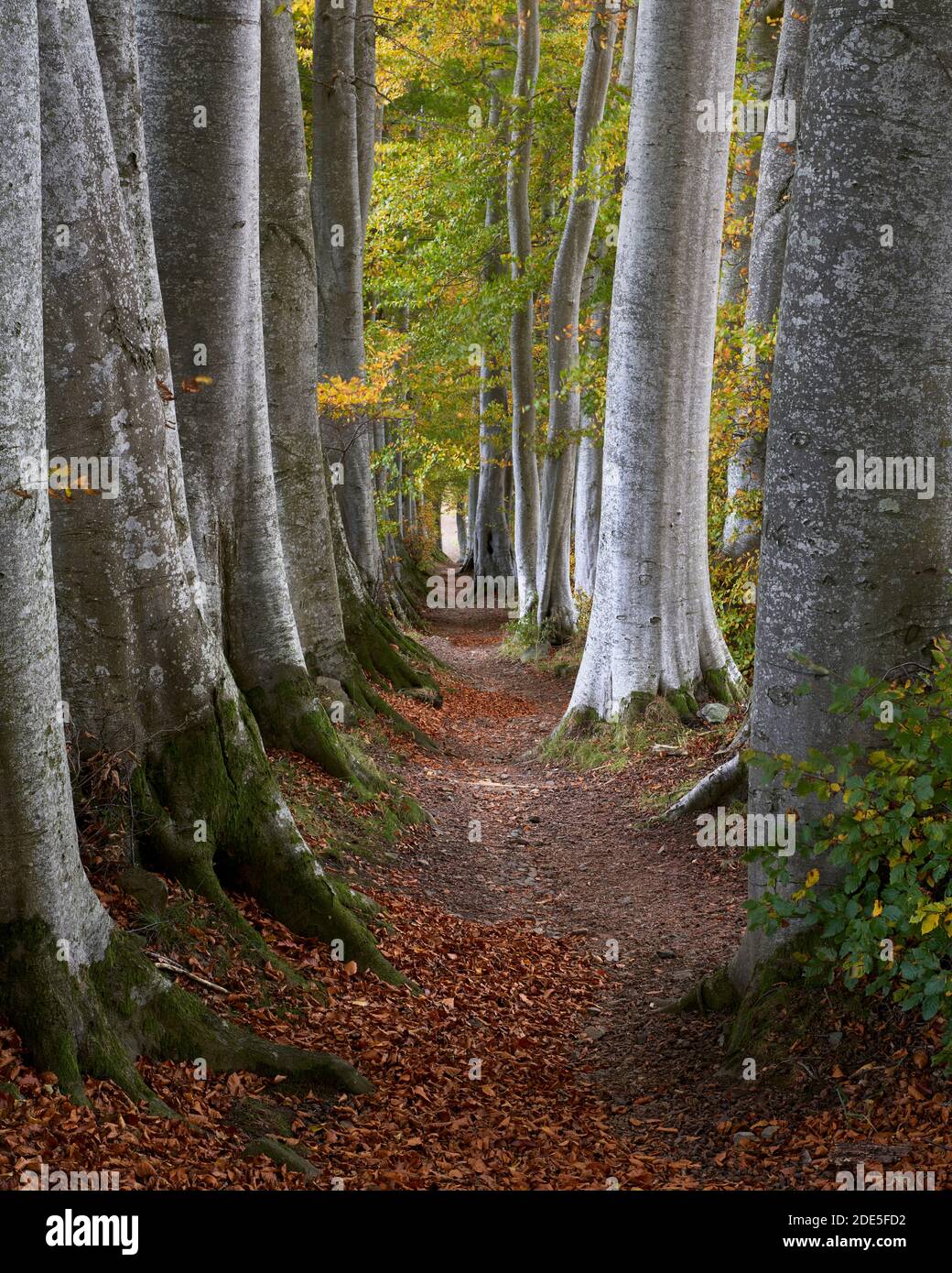 Beech trees and path, near Tarland, Aberdeenshire, Scotland.  Known locally as the 'double beeches' these trees are unusual shelter belts. Stock Photo