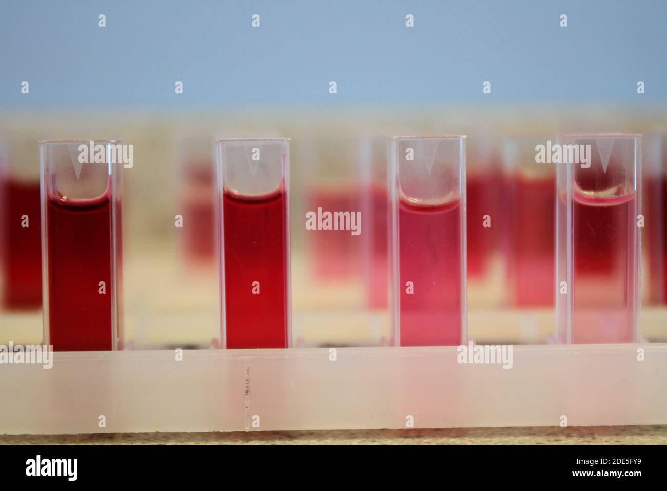Cuvettes in Holders Containing Samples of Red Liquid in a Laboratory