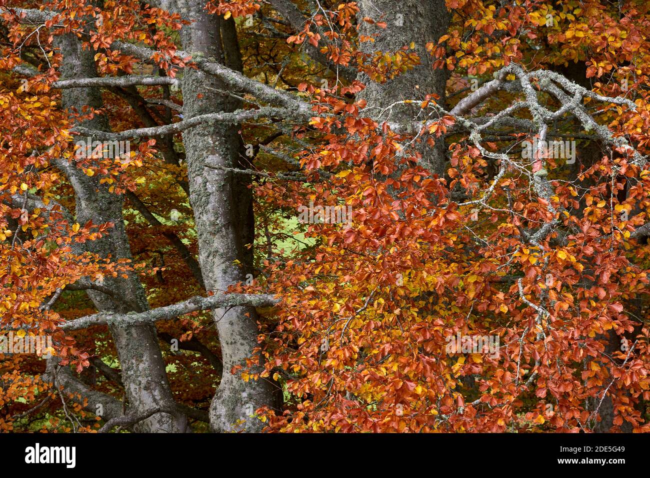 Close up of beech tree trunks and leaves in autumn colours, Strathdon, Aberdeenshire, Scotland. Stock Photo