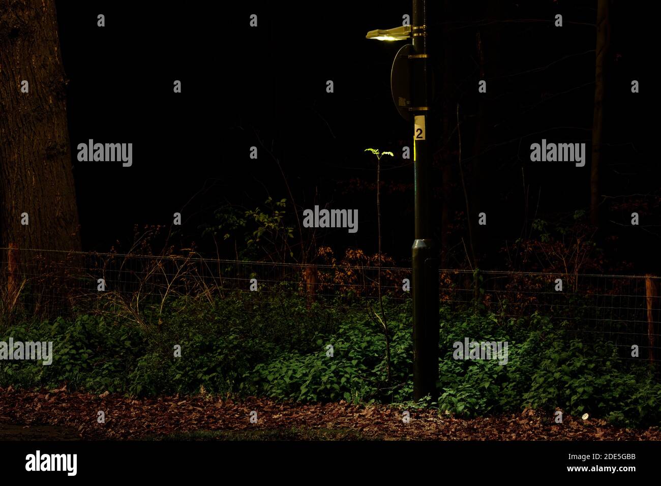 A young wild sapling growing tall under an illuminated road sign in autumn, with green leaves at the top. Stock Photo