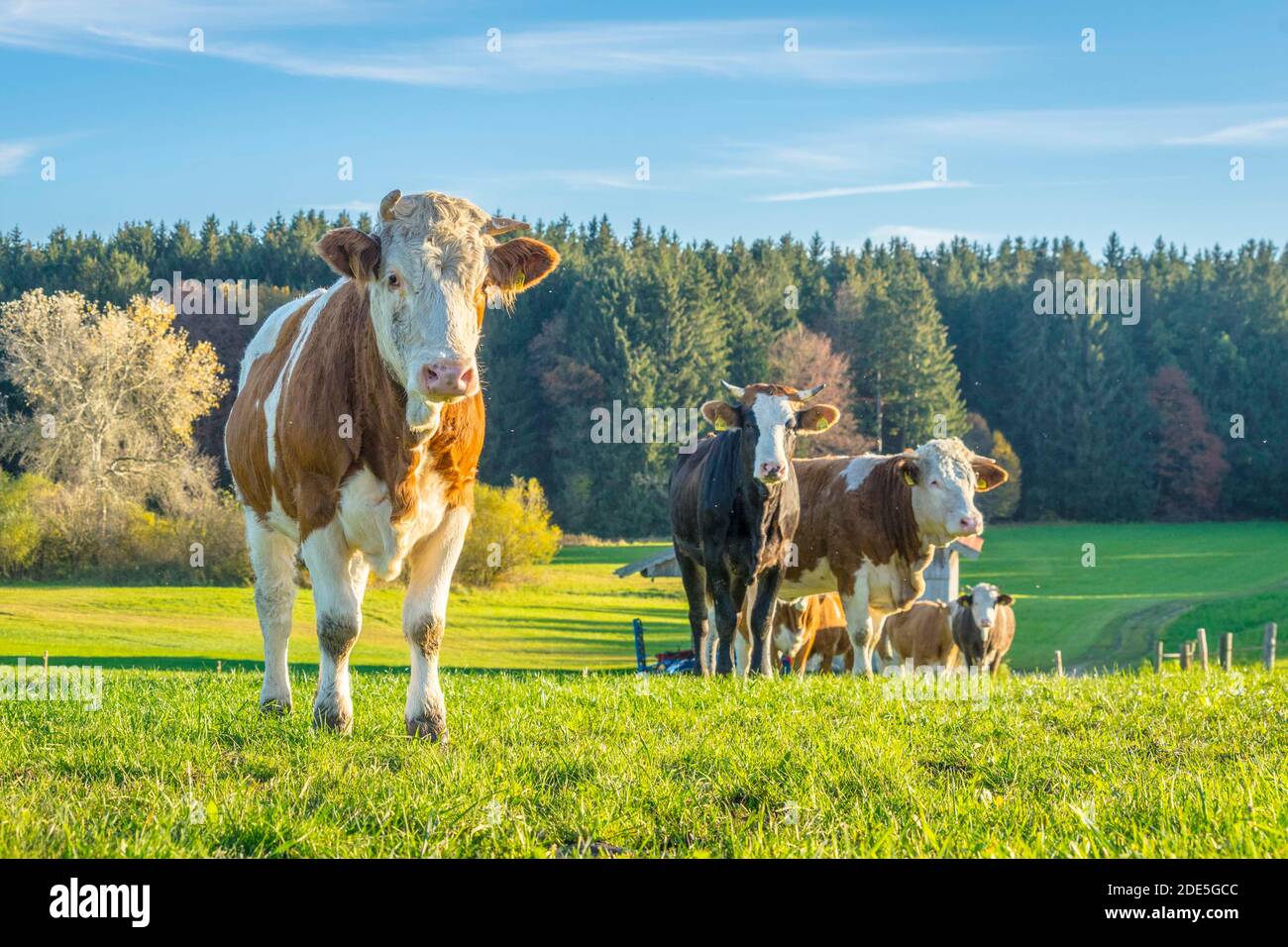 Calves and cows on the rural field Stock Photo - Alamy