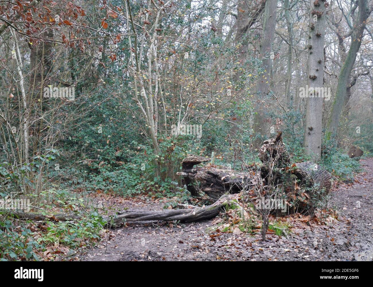 Selsdon Wood, Surrey, England Stock Photo Alamy
