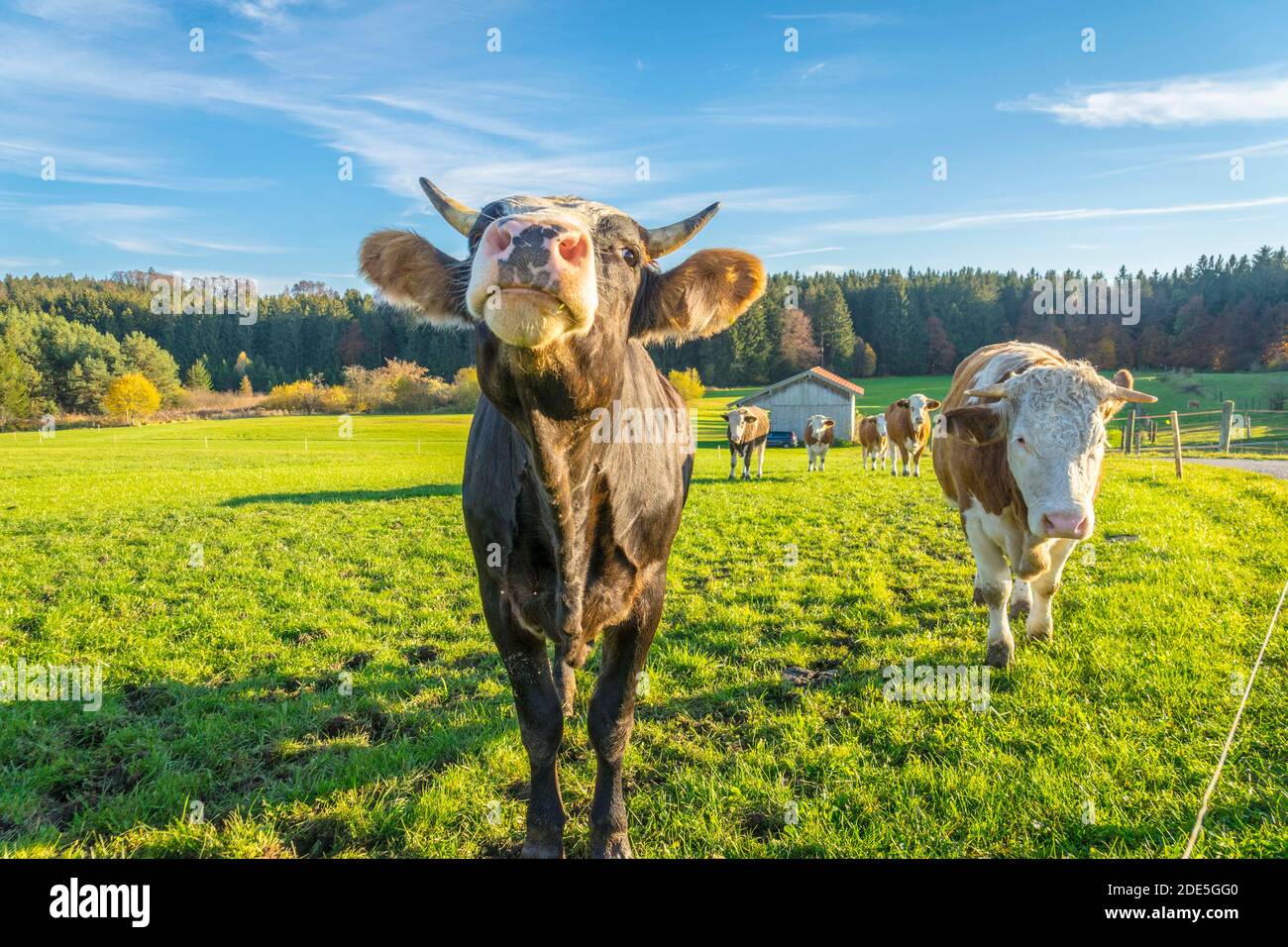 Calves and cows on the rural field Stock Photo