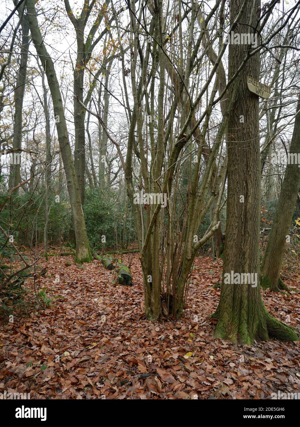 Selsdon Wood, Surrey, England Stock Photo Alamy