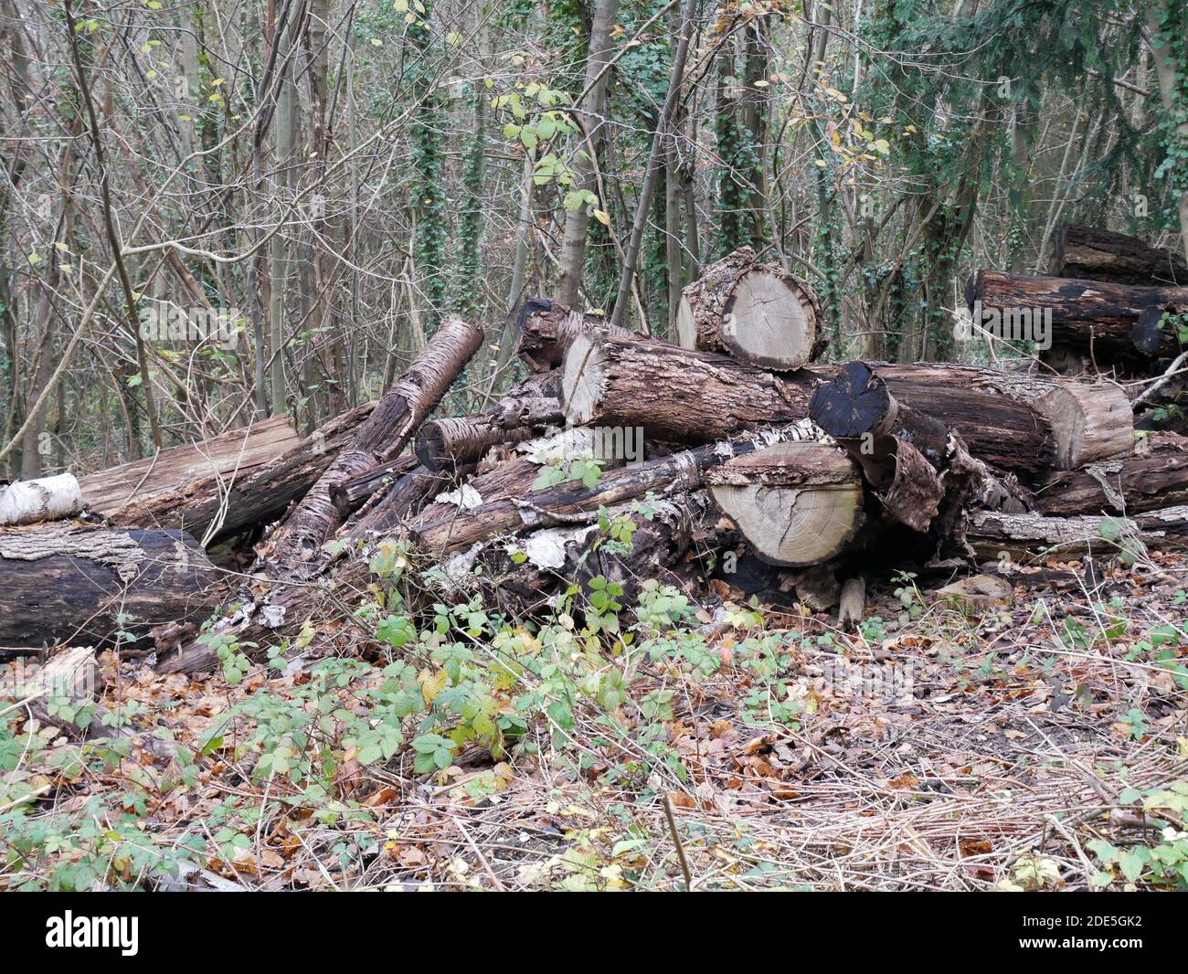 Selsdon Wood, Surrey, England Stock Photo Alamy