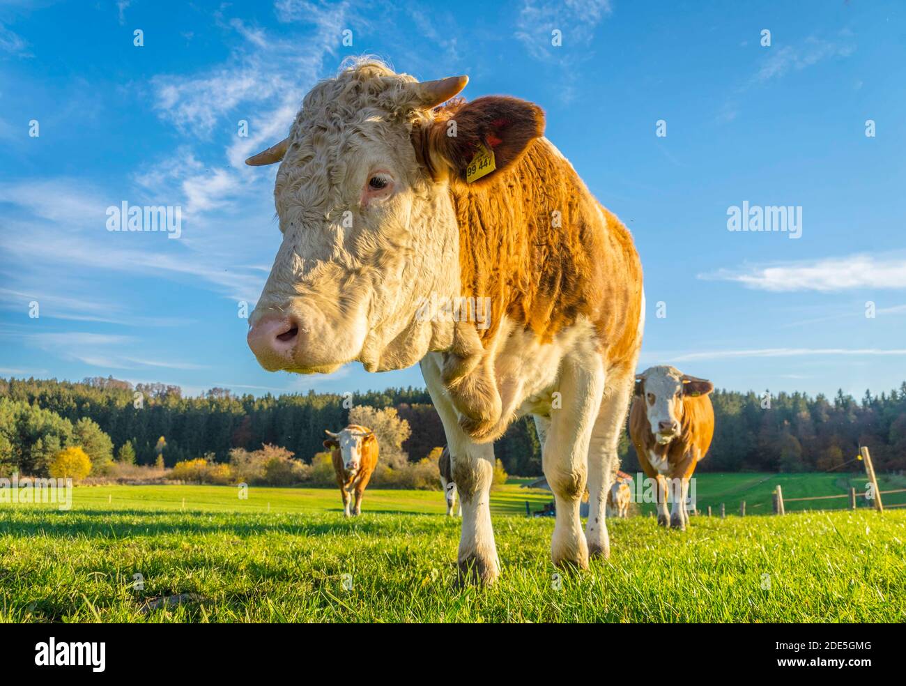 Calves and cows on the rural field Stock Photo - Alamy