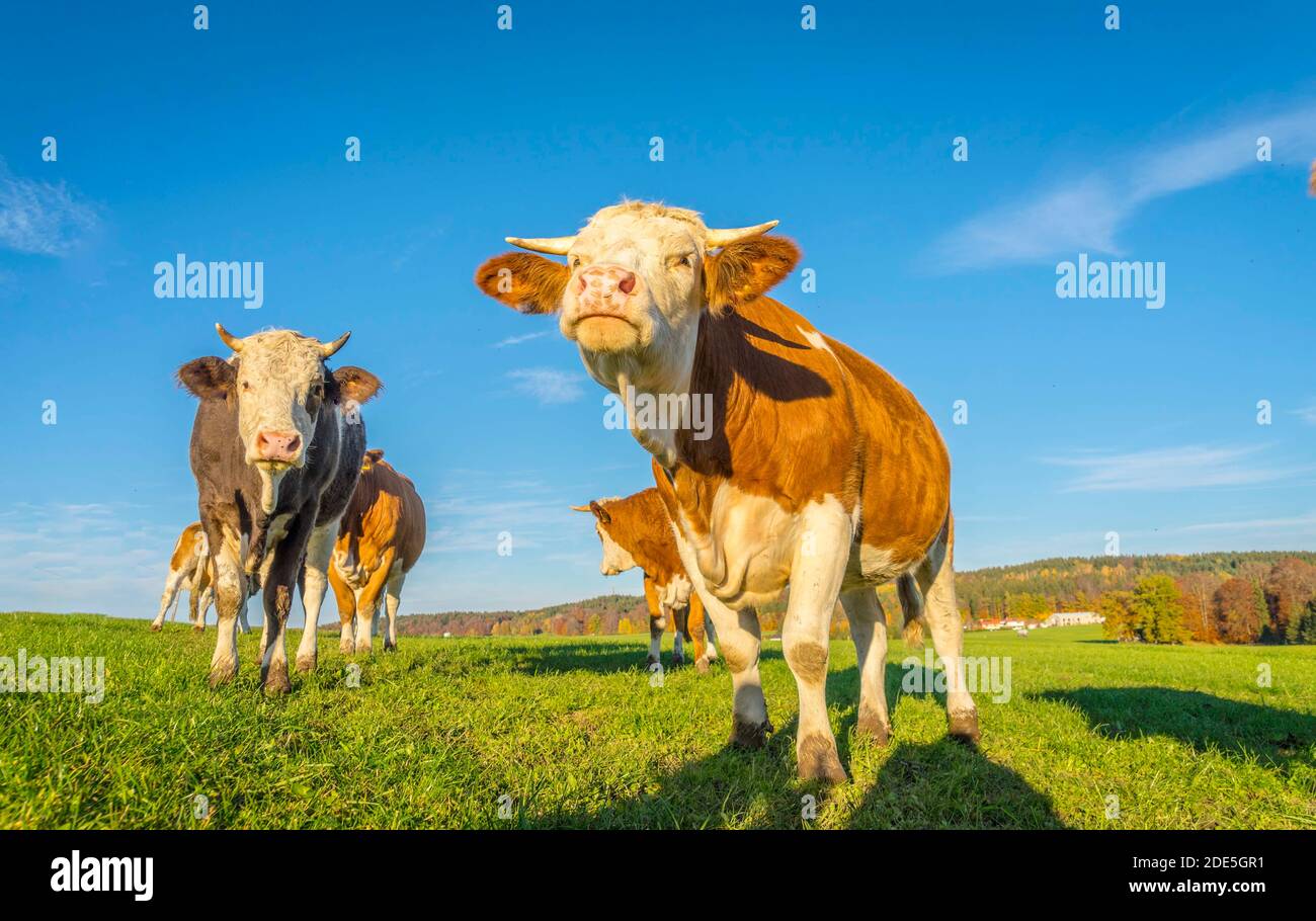 Calves and cows on the rural field Stock Photo - Alamy