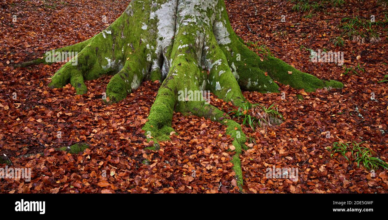 Beech tree trunk and moss covered roots surrounded by fallen autumn leaves, near Logie, Moray, Scotland Stock Photo