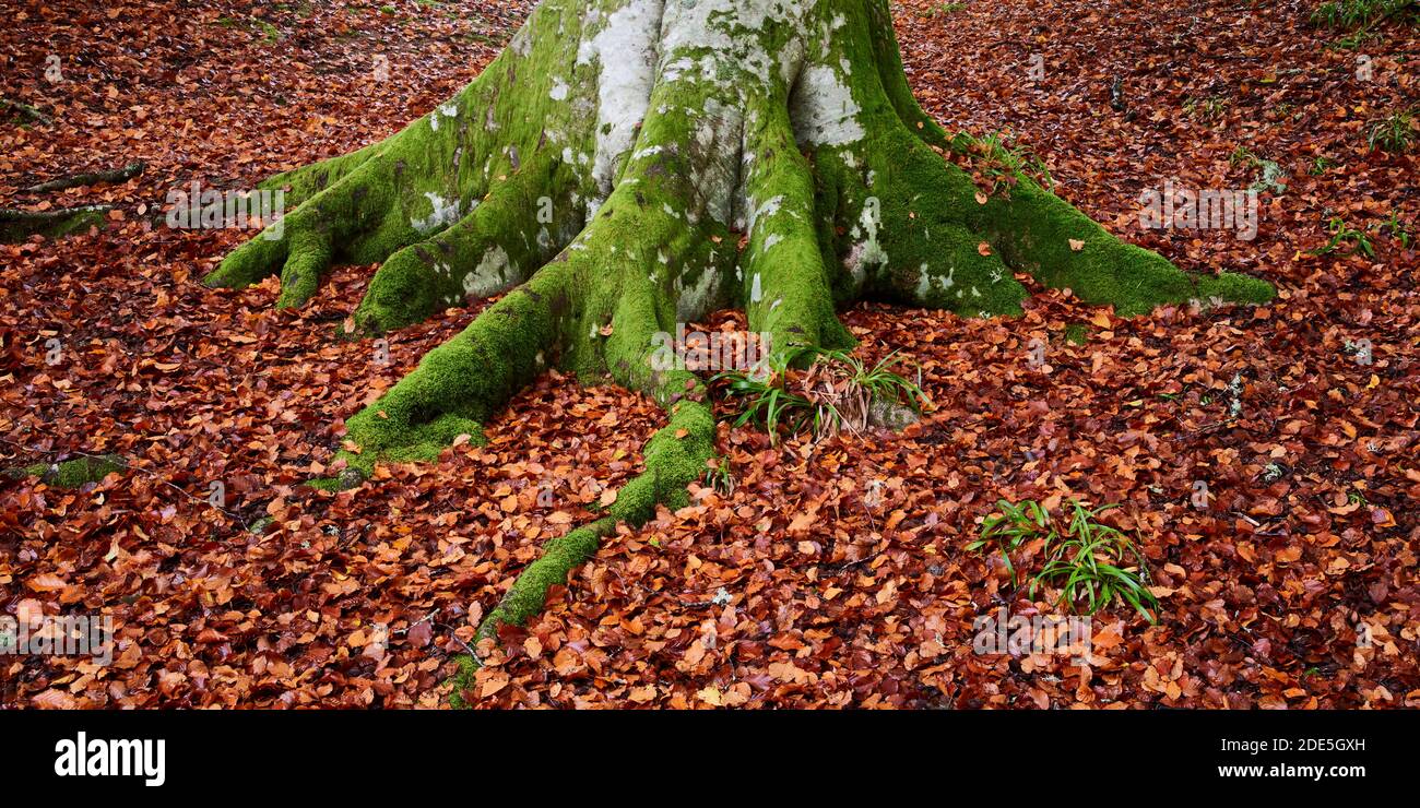 Beech tree trunk and moss covered roots surrounded by fallen autumn leaves, near Logie, Moray, Scotland Stock Photo
