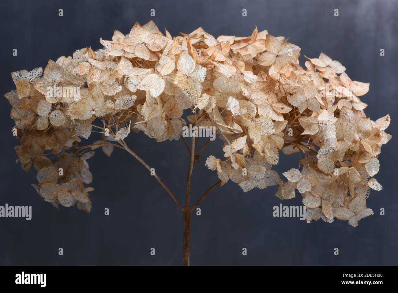 Dried hydrangea flowers close up Stock Photo