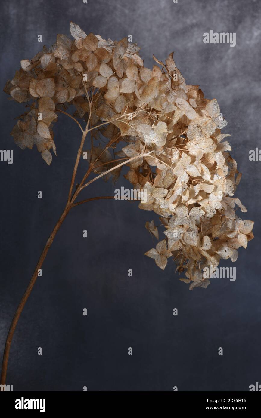 Dried hydrangea flowers close up Stock Photo Alamy