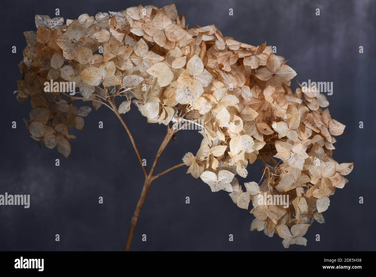 Dried hydrangea flowers close up Stock Photo