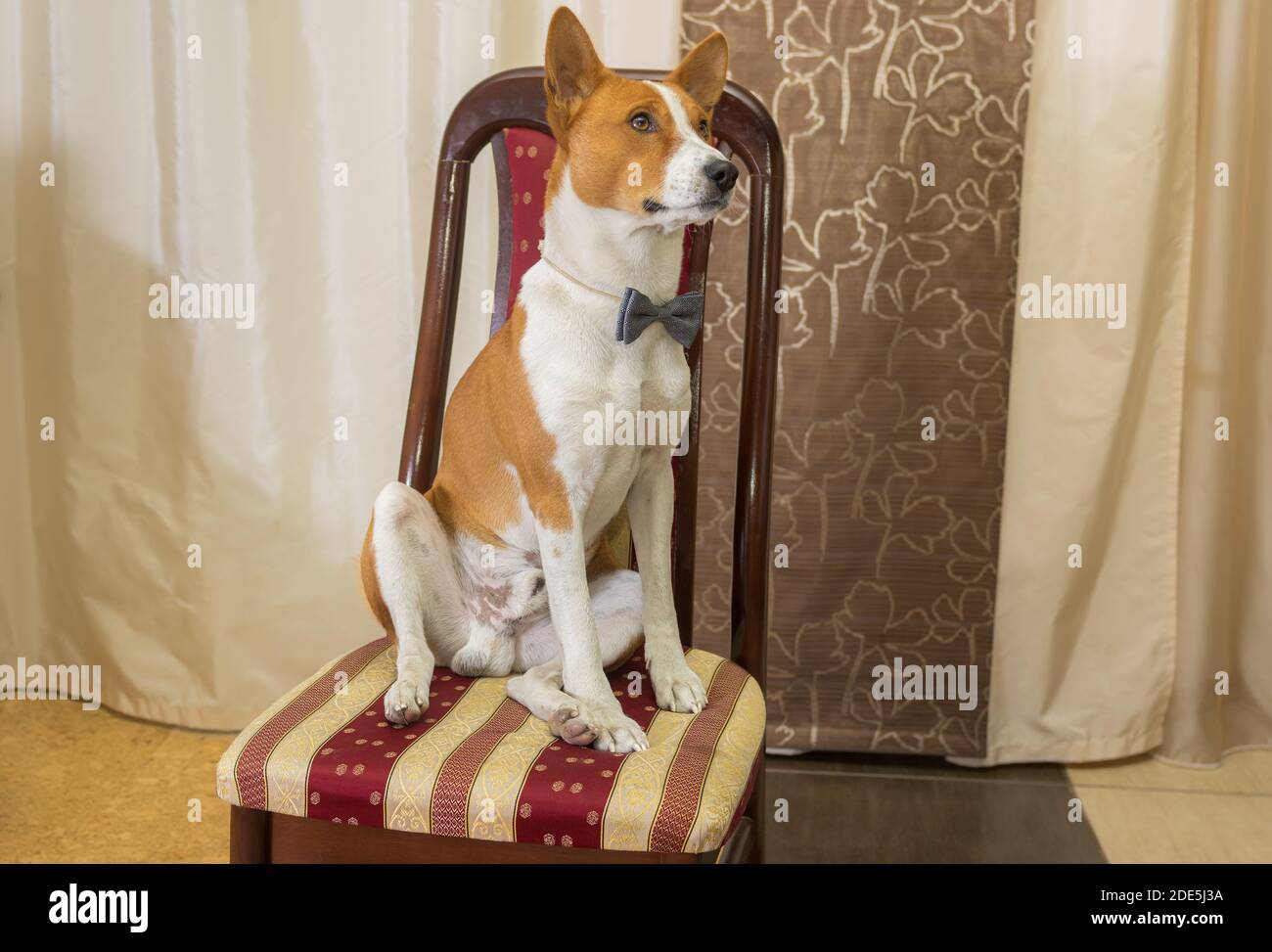 Indoor portrait of adorable basenji dog wearing bow tie and sitting on ...