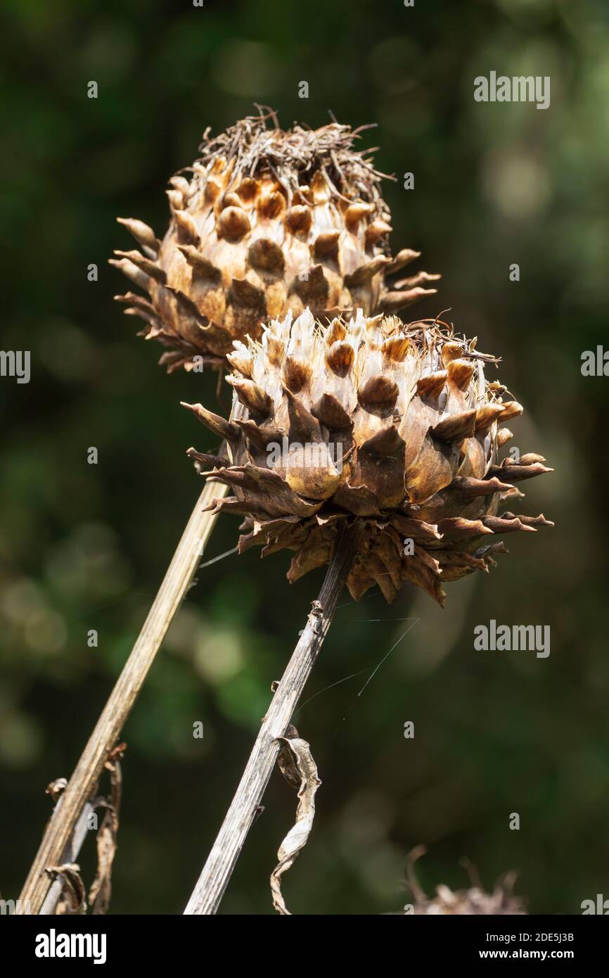 Globular brown autumn seed heads of the giant cardoon thistle, Cynara cardunculus Stock Photo