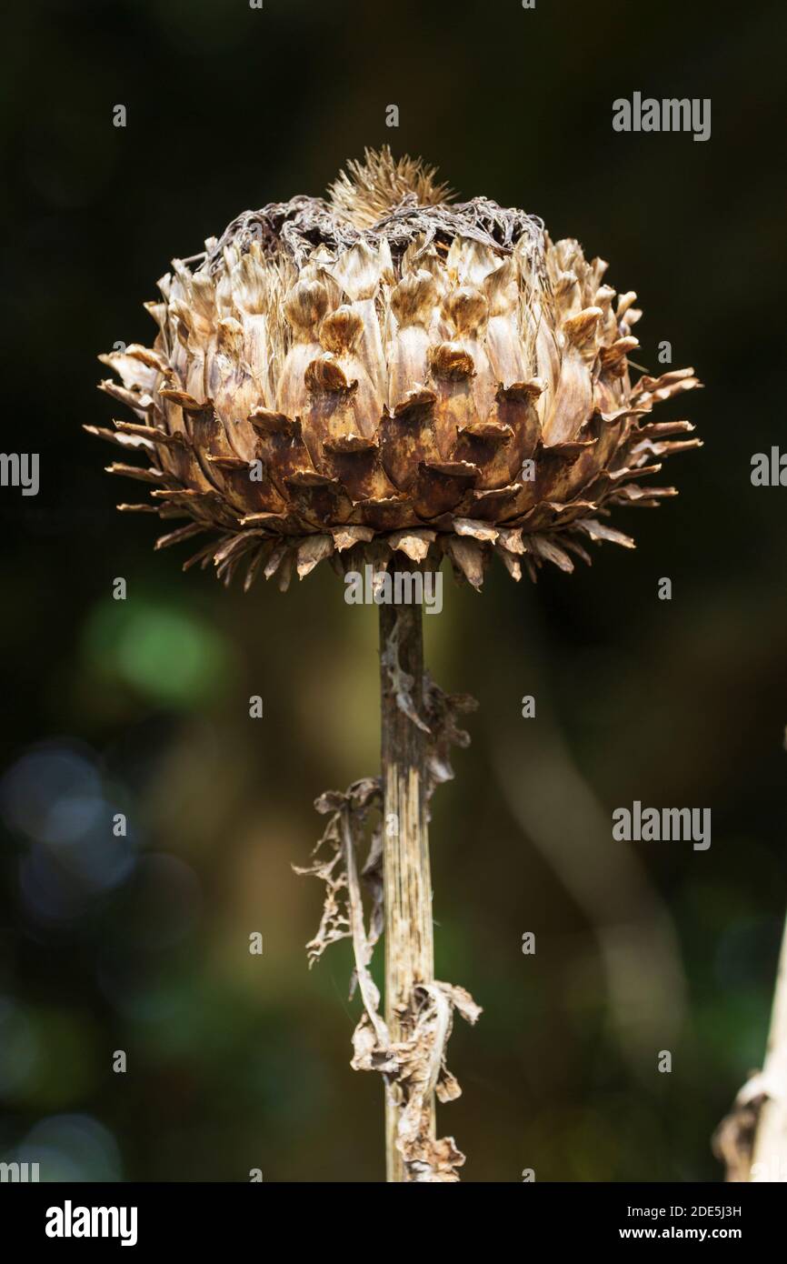 Globular brown autumn seed head of the giant cardoon thistle, Cynara cardunculus Stock Photo