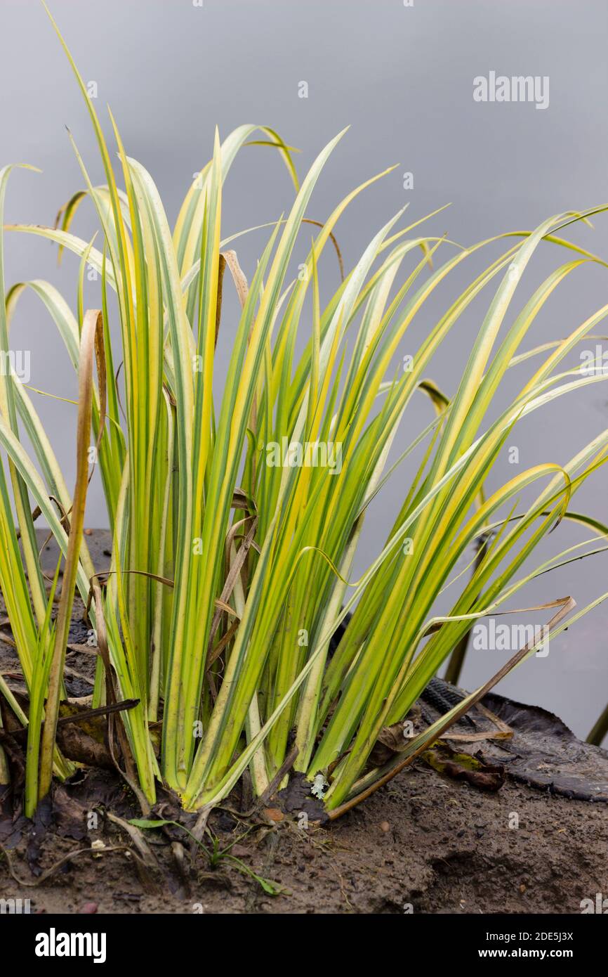 Sword shaped grassy leaves of the yellow variegated hardy marginal aquatic perennial, Acorus gramineus 'Ogon' Stock Photo