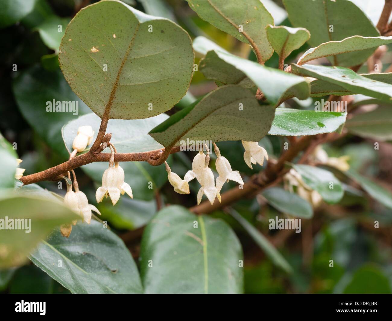 White autumn flowers of the hardy evergreen silverberry, Elaeagnus x ebbingei Stock Photo