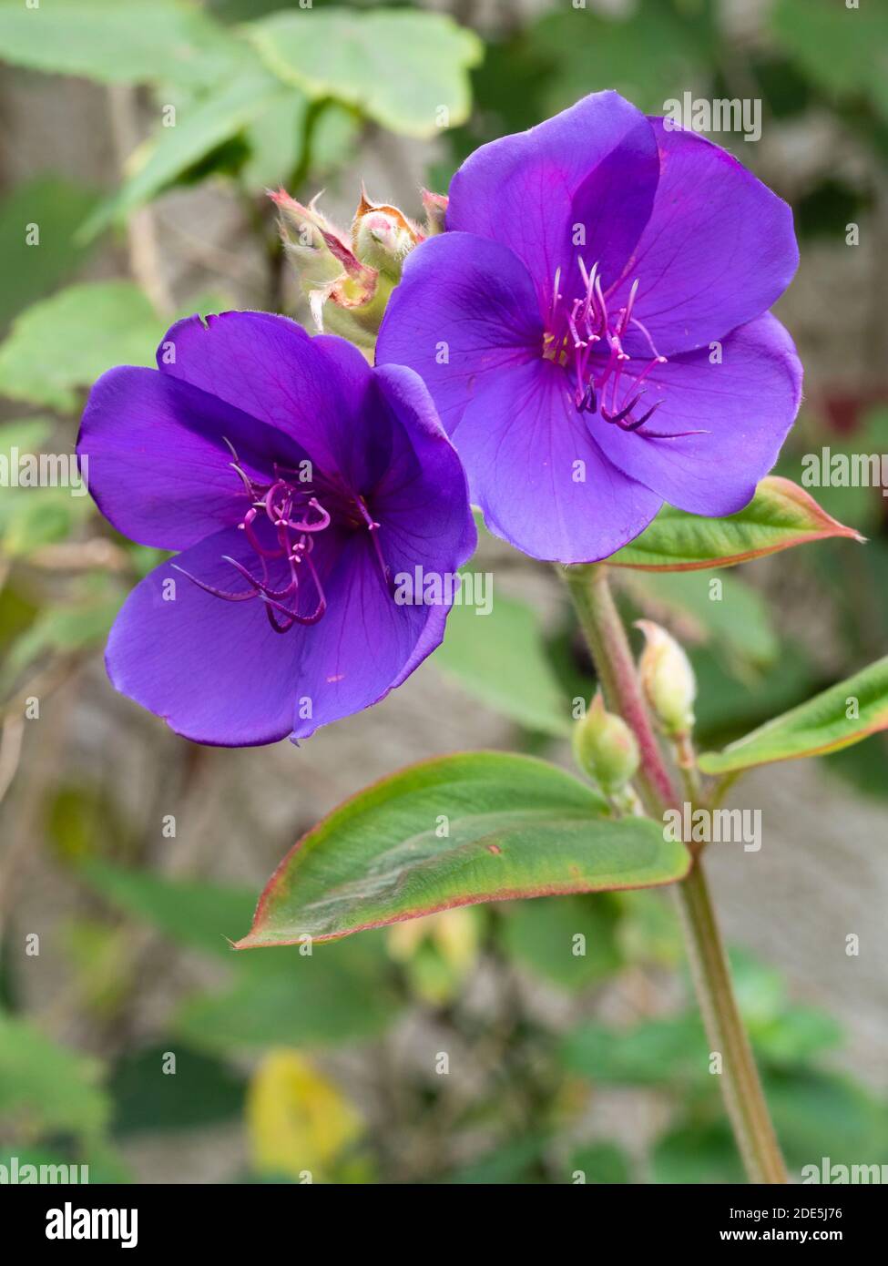 Purple flowers and velvety foliage of the late autumn to winter blooming tender shrub, Tibouchina organensis Stock Photo