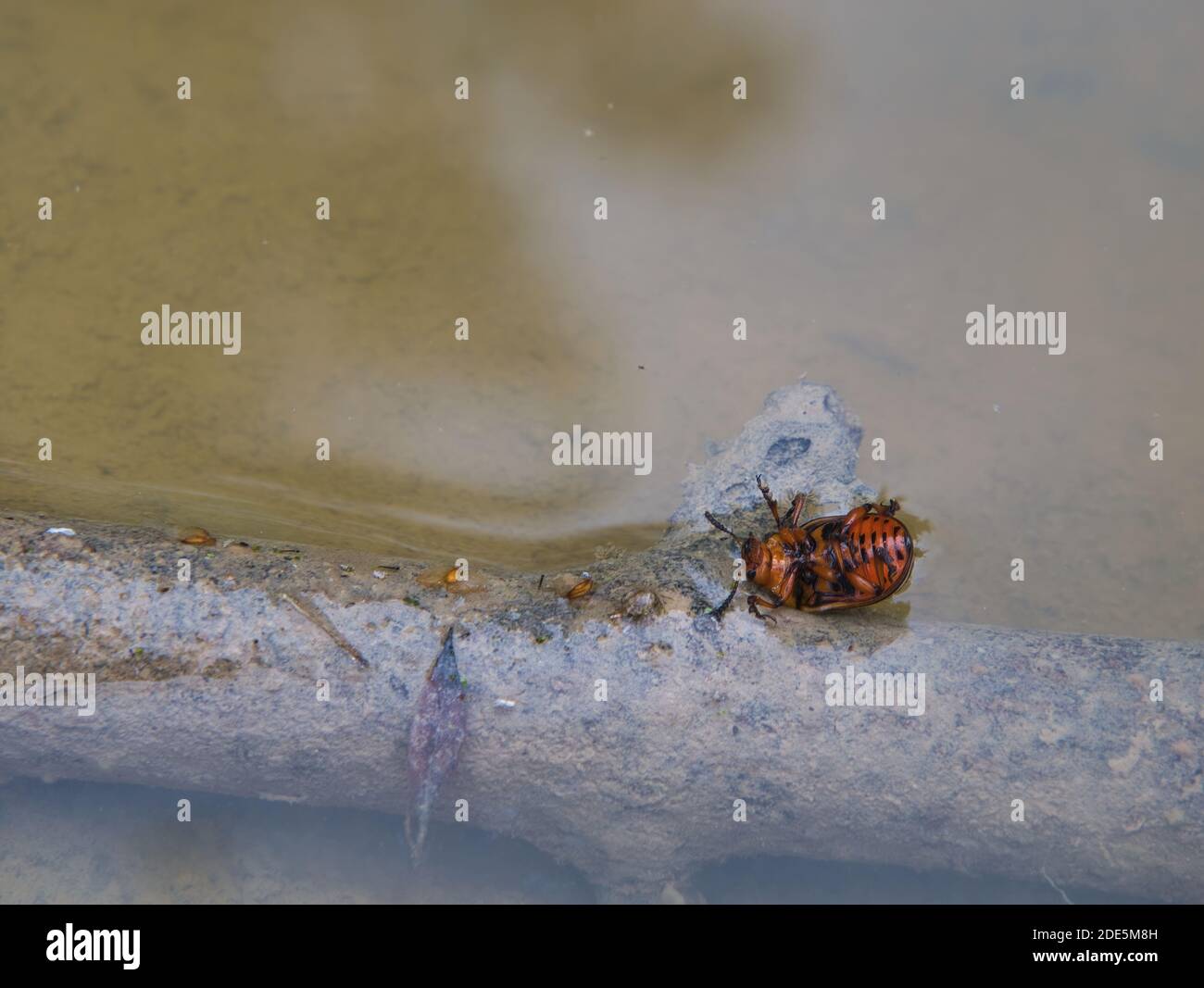 A Colorado potato beetle lies on its back on a sunken branch with its feet pointing upwards in a natural pond at the mercy of the enemy. Stock Photo