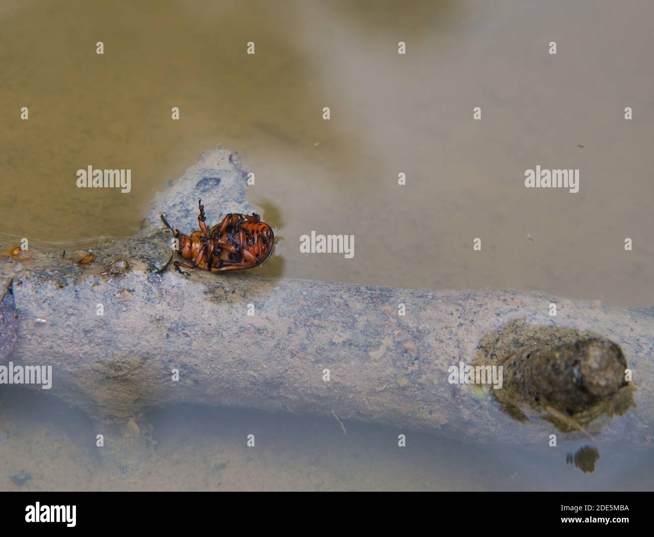 A Colorado potato beetle lies on its back on a sunken branch with its feet pointing upwards in a natural pond at the mercy of the enemy. Stock Photo
