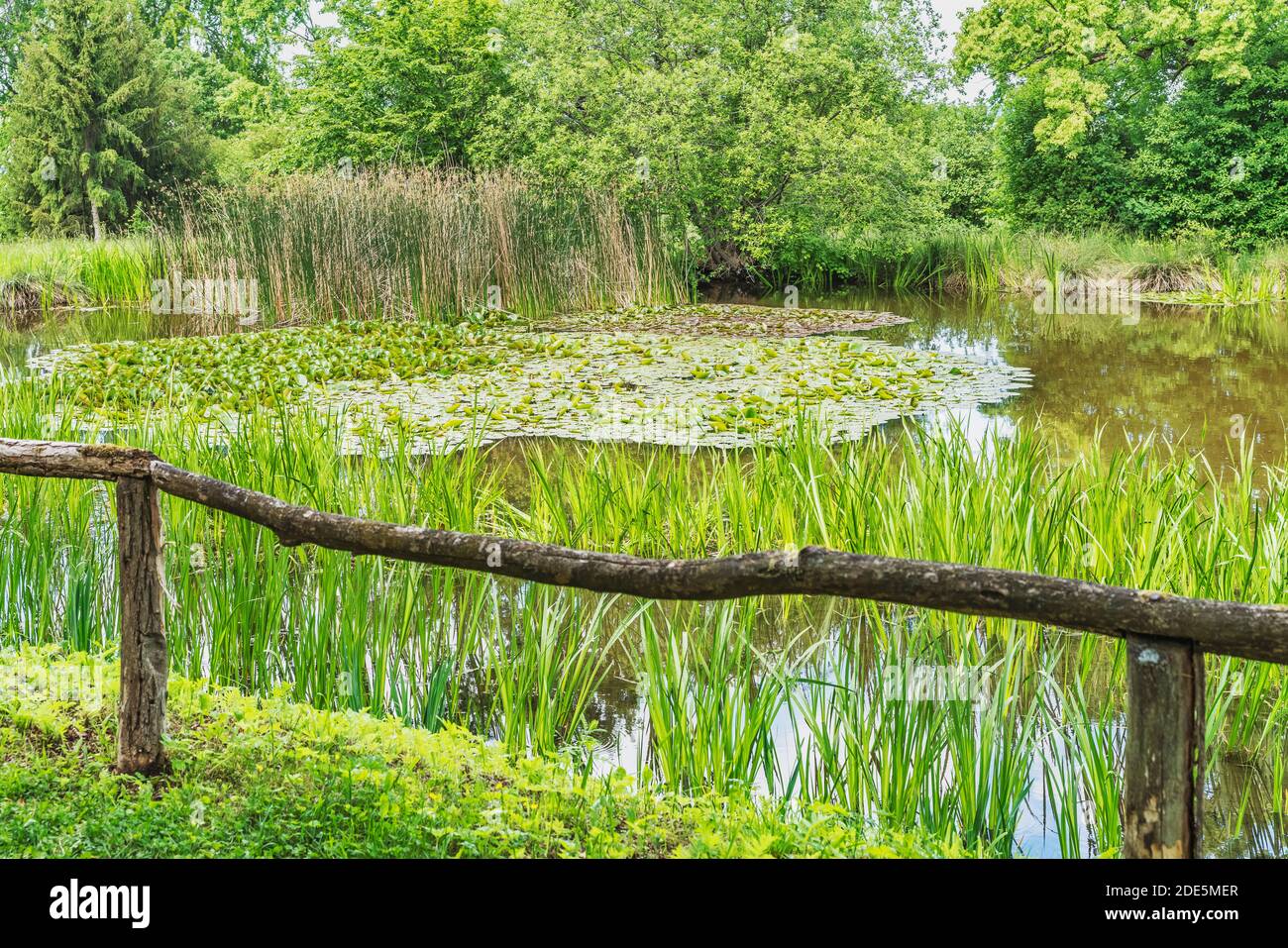 Water lily pond in springtime Stock Photo - Alamy