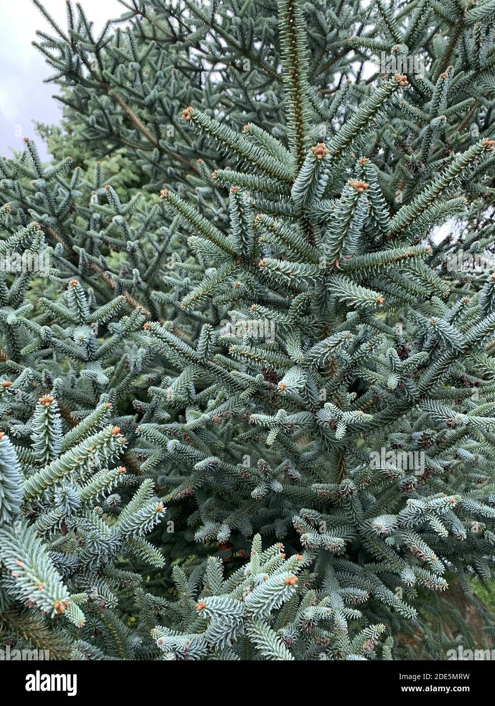 A low angle view of the pine tree in the forest on a foggy winter day ...