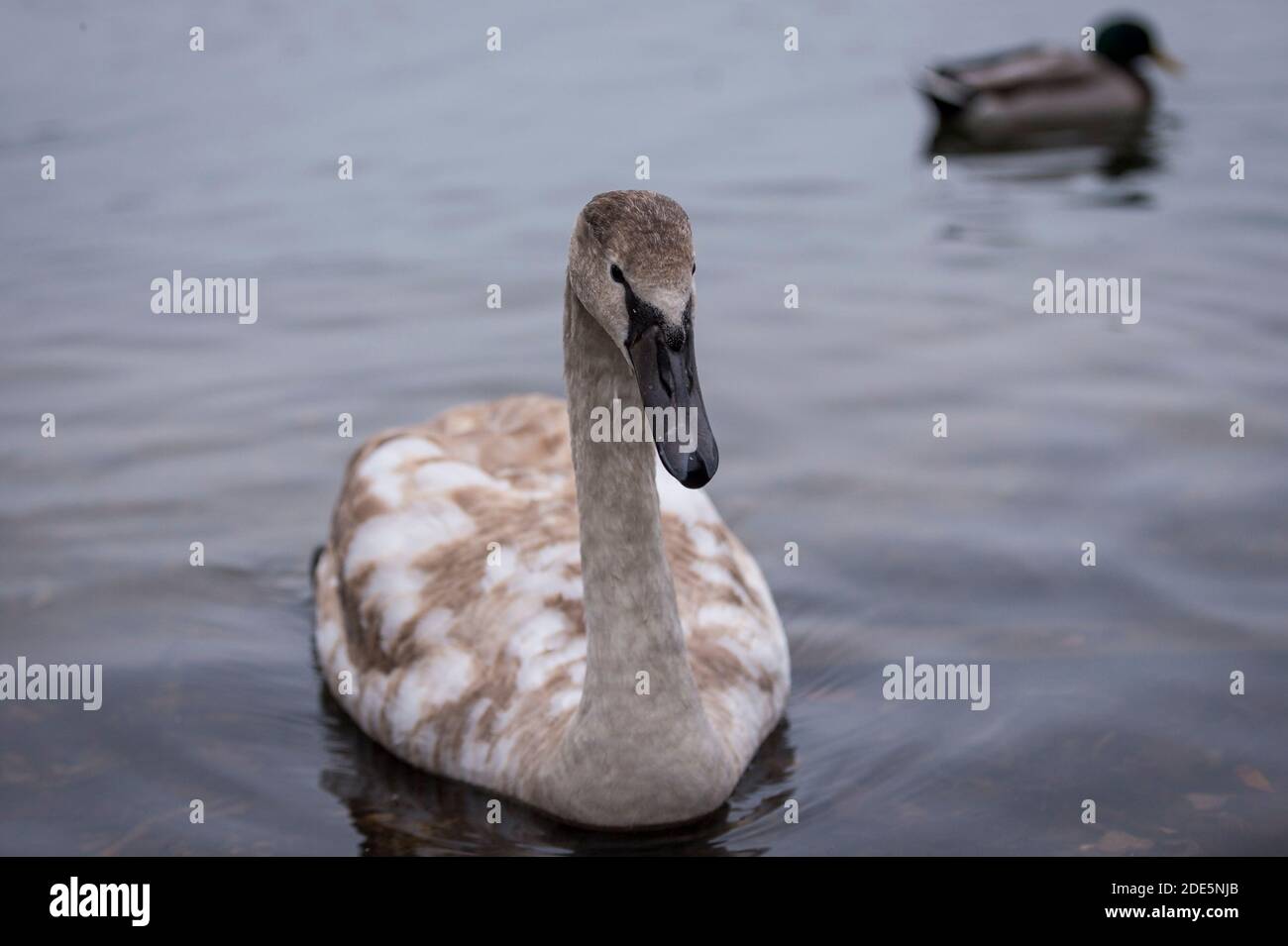 Rickmansworth, UK.  29 November 2020.  A cygnet at Rickmansworth Aquadrome in Hertfordshire.  A spate of dying swans have been reported across the UK, suspected to be caused by the H5N8 avian influenza strain brought in by migrating wild birds. The Department for Environment, Food and Rural Affairs (DEFRA) confirmed an H5N8 outbreak at a turkey fattening premises near Northallerton on November 28. Outbreaks are already confirmed among captive birds in other parts of the UK raising fears that poultry might be wiped out this winter.  Credit: Stephen Chung / Alamy Live News Stock Photo