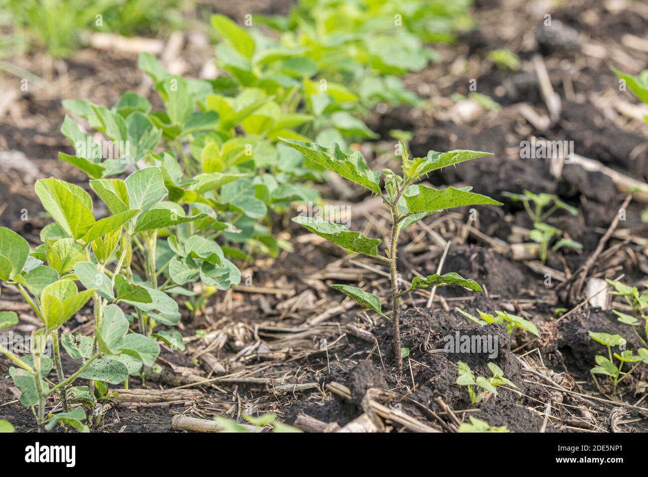 Common cocklebur weed growing in rows of soybean field. Concept of agricultural weed control and management with herbicide and cultivation methods Stock Photo