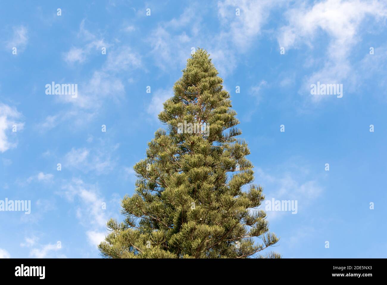 A pine tree in Playa del Ingles, Canary Islands, Spain. Stock Photo
