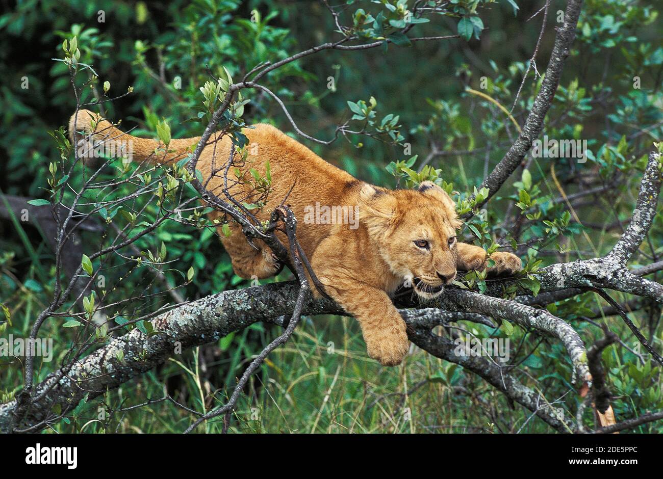African Lion, panthera leo, Cub playing on Branch, Masai Mara Park in ...