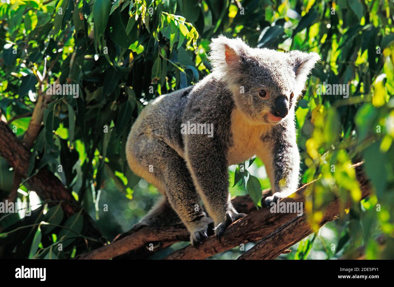 Koala Phascolarctos Cinereus Adult Standing In Eucalyptus Tree koala-phascolarctos-cinereus-adult-standing-in-eucalyptus-tree
