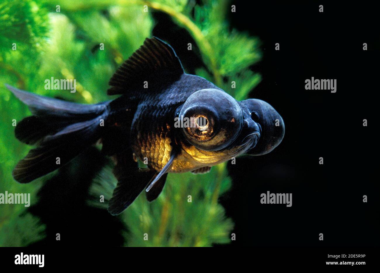 Dragon Eye Goldfish or Telescop Goldfish, carassius auratus, Black Form
