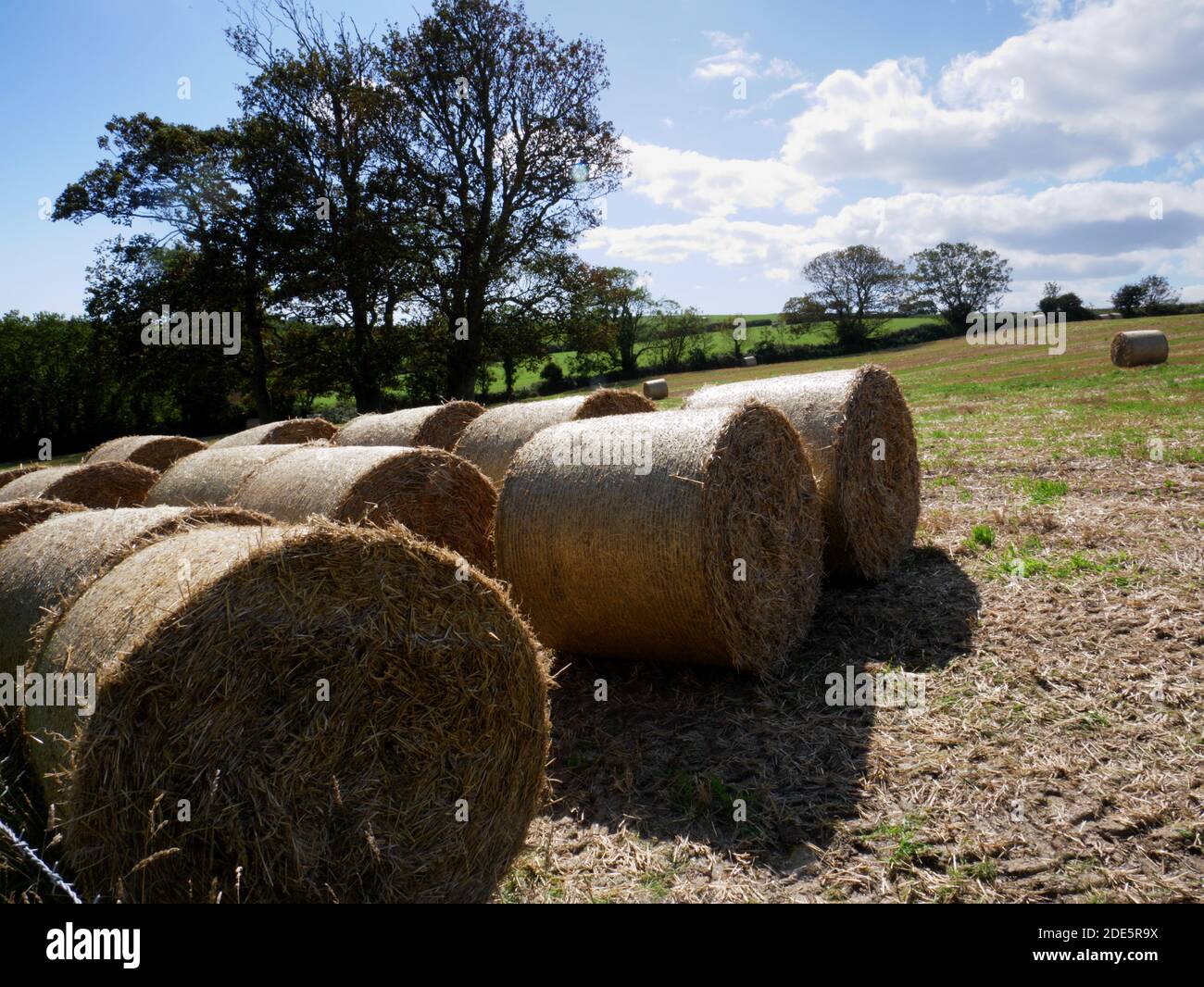 Straw bale rolls at Menabilly Barton, Fowey, Cornwall Stock Photo Alamy